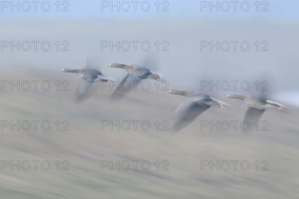 Fugitive... White-fronted geese (Anser albifrons), arctic wild geese in fast flight on the Lower