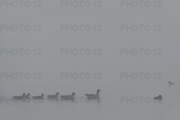 Dreariness... White-fronted geese (Anser albifrons), wild geese on a foggy day in winter, cloudy