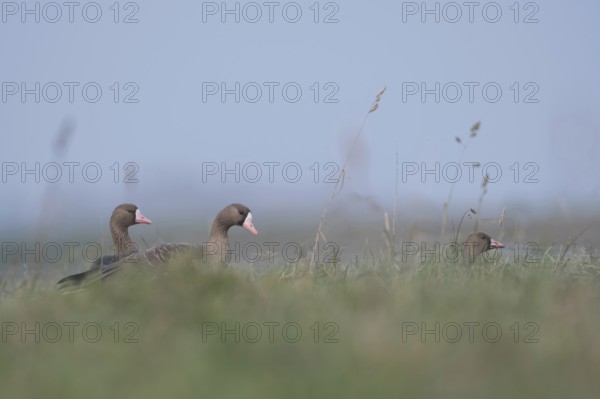 On the meadows and fields of the Lower Rhine... White-fronted geese (Anser albifrons), wild geese,