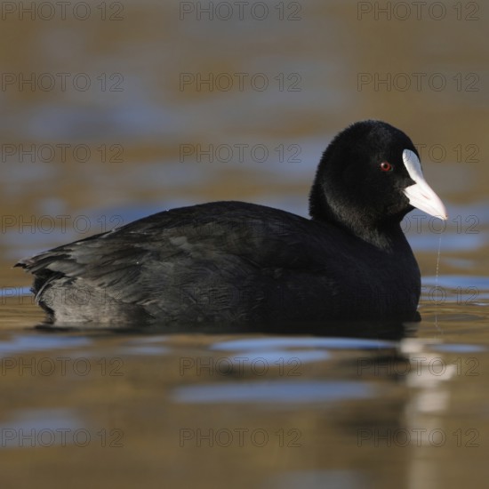 Pretty to look at... Eurasian Coot rail (Fulica atra) or coot, well-known conspicuous water bird,