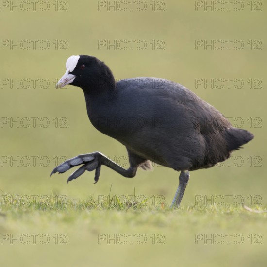 On the move on big feet... Coot (Fulica atra) walking across a meadow, low, natural-looking