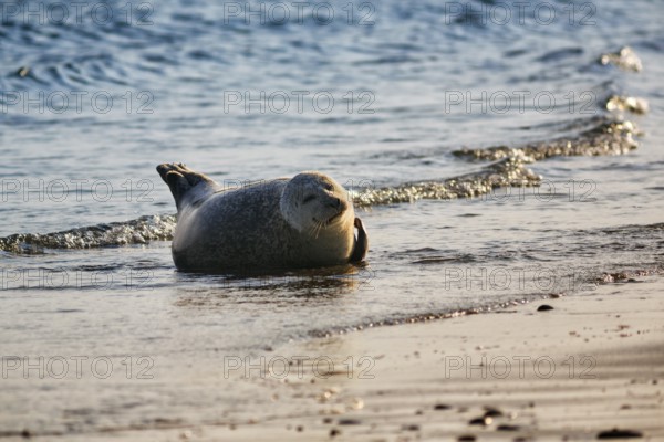 Harbour seal (Phoca vitulina) lying on the beach, Wildlife, Insel Düne, Helgoland,