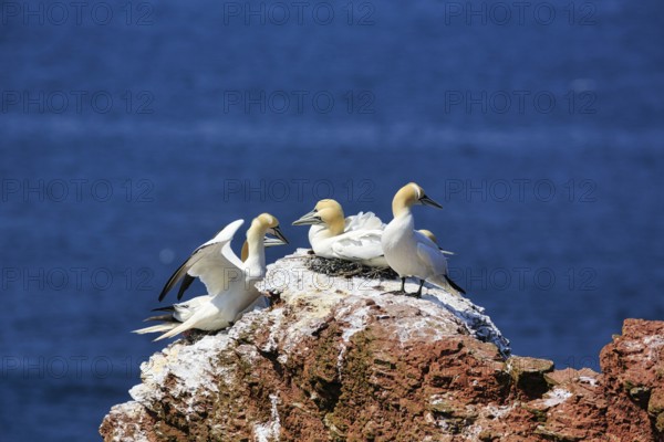 Northern gannet (Morus bassanus) on bird cliffs, steep coast, Heligoland Island,