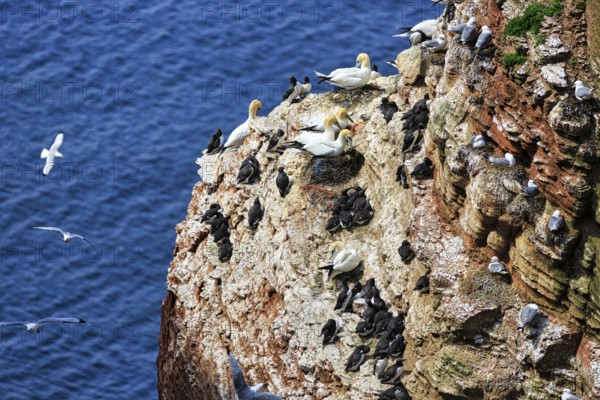 Northern gannets (Morus bassanus) and common guillemots (uria aalge) on bird cliffs, steep coast,