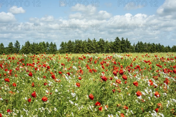 Meadow with Mayweed (Matricaria inodora) and Poppy (Papaver rhoeas) in Ystad, Skåne county, Sweden,