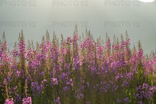 Fireweed (Chamaenerion angustifolium) blooming at sunrise in the Mountains at Hochalpenstraße, view
