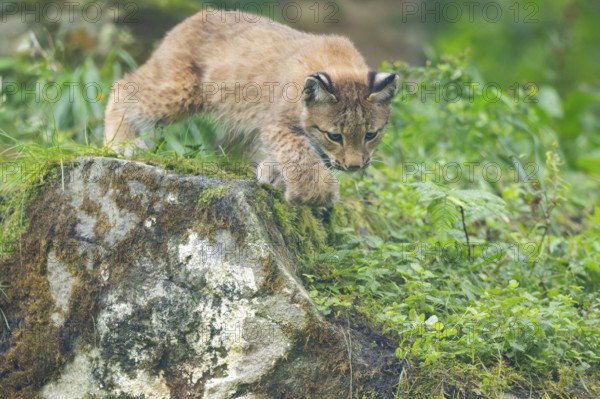Eurasian lynx (Lynx lynx) youngster on a rock, Bavaria, Germany
