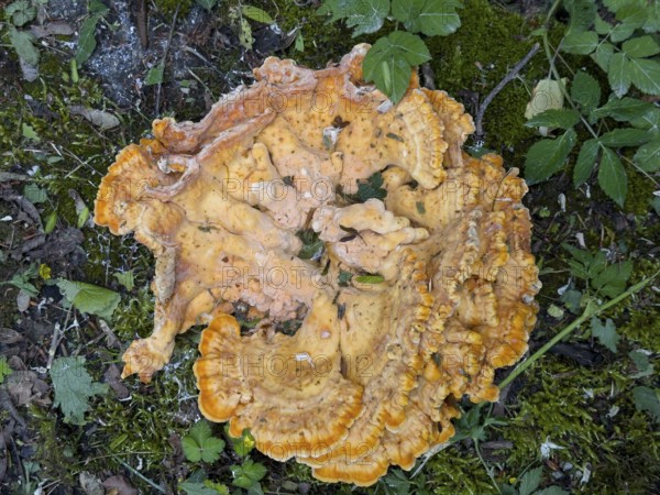 Tree sponge (Fomitopsidaceae)