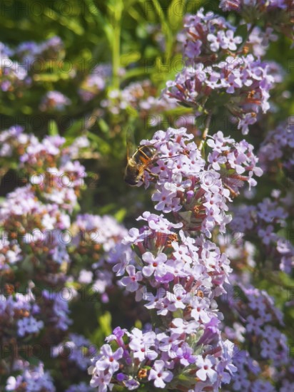 Narrow-leaved summer lilac, narrow-leaved butterfly bush (Buddleja alternifolia), drone sitting on