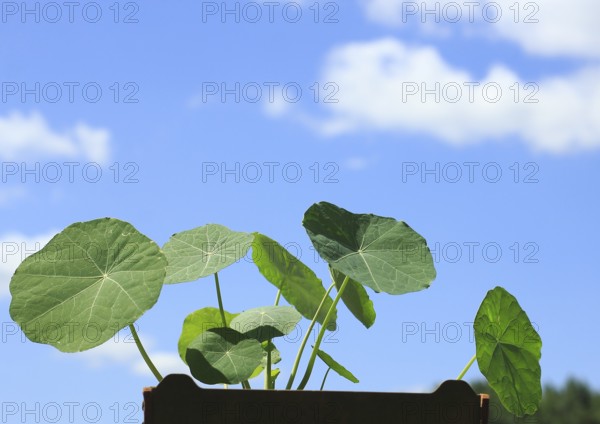 Leaves of nasturtium (Tropaeolum), in front of a blue sky, North Rhine-Westphalia, Germany