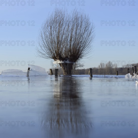 Land under... Pollard willow (Salix sp.) during the winter flood Rhineland 2020, 2021 locked in the