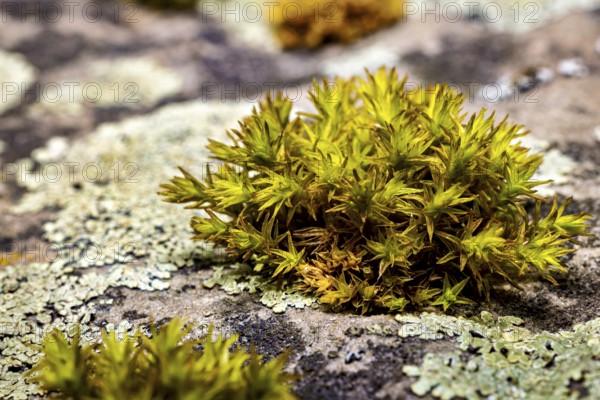Green moss on a stony surface, surrounded by lichen, in a tranquil nature photograph, The deciduous