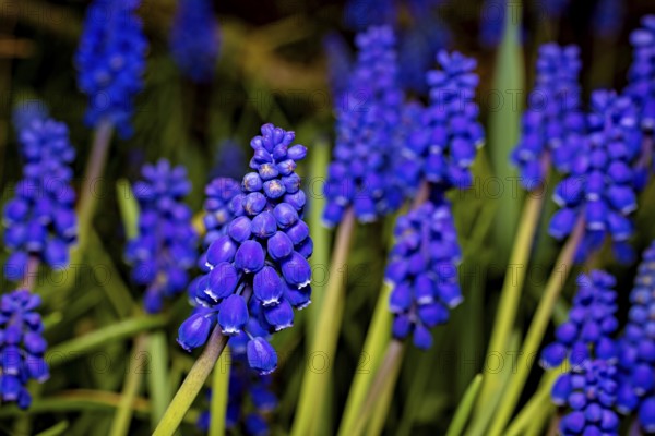 Purple grape hyacinths bloom in greenery and embody the freshness and vibrancy of spring, The grape