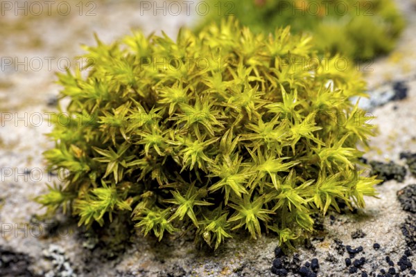 A close-up of green moss on a stony surface, surrounded by lichens, The deciduous moss