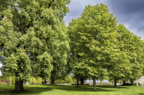 Green trees in a meadow in a park under a cloudy sky, Some trees in Ega Park Erfurt