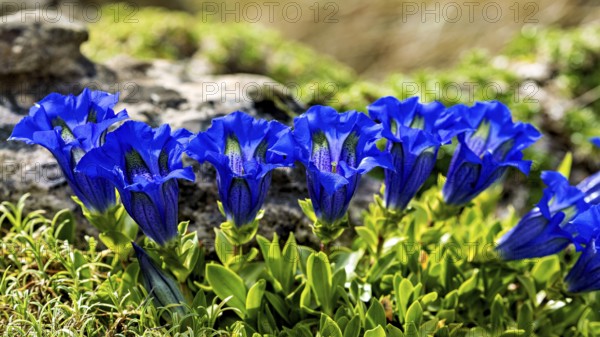 Blue gentian flowers in full bloom on rocky ground in the sunlight, Flowering gentians (Gentiana)