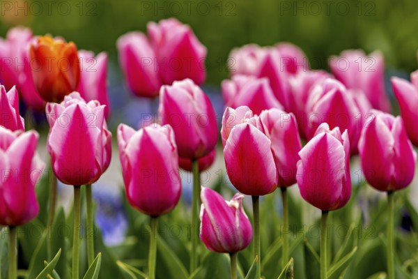 Delicate pink tulips in a harmonious spring meadow, The blooming tulips (Tulipa) in spring