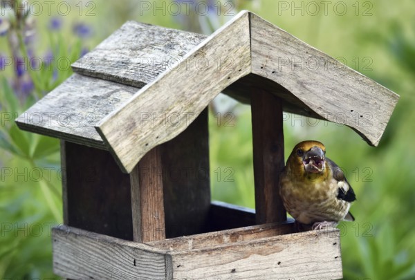 Hawfinch (Coccothraustes coccothraustes) Chicks at the birdhouse