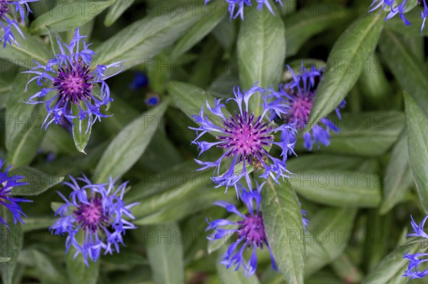 Knapweed (Centaurea), Bavaria, Germany