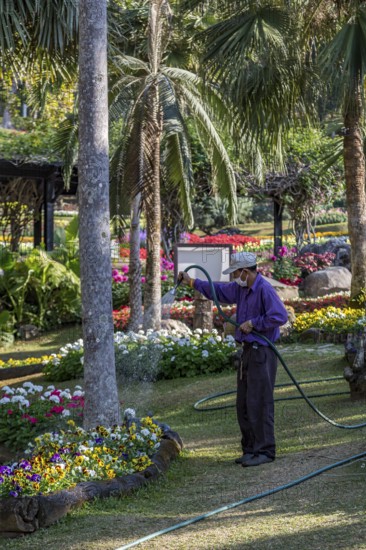 Laborer watering plants at Mae Fah Luang Gardens within the Doi Tung tourist attraction in Chiang