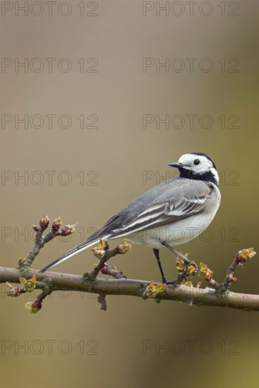 In spring... White wagtail (Motacilla alba) on the branch of a sprouting cherry, side view, looking
