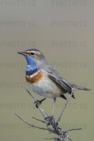 Beautiful to look at... White-starred bluethroat (Luscinia svecica), Central European, native