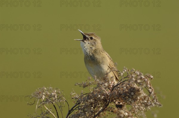 Conspicuous song... Field warbler (Locustella naevia) in spring, sings its song at the top of its