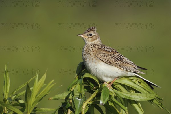 With erect feather crest... Skylark (Alauda arvensis), endangered character bird of our meadows and
