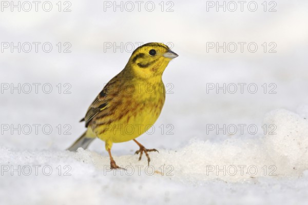 In winter... Yellowhammer (Emberiza citrinella), well-known, beautiful golden-yellow songbird in