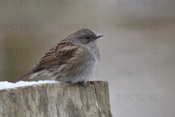 Resident bird or partial migrant... Dunnock (Prunella modularis) sits on a fence post in winter
