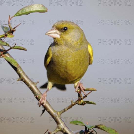 In the home garden... Greenfinch (Carduelis chloris), common, native songbird species, also likes