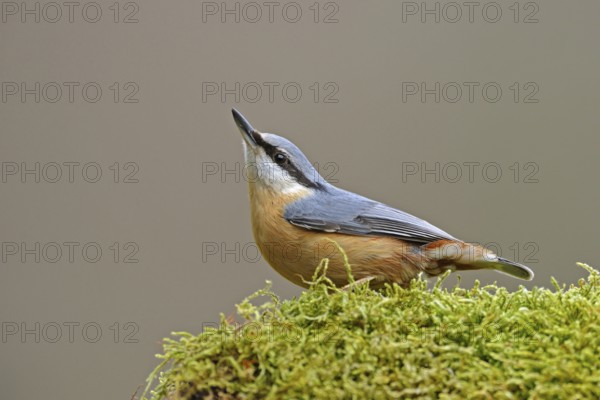 In typical pose... Nuthatch (Sitta europaea) attentively observing its surroundings, typical