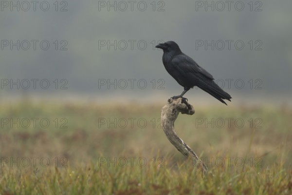 On observation post... Raven (Corvus corax), largest native raven in its natural habitat,
