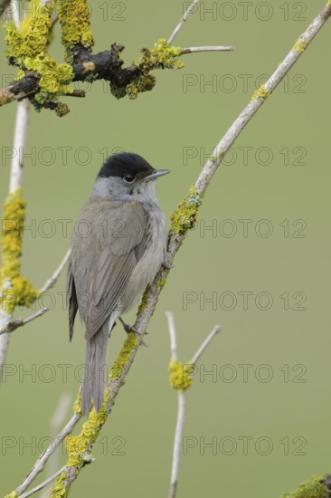 In the branches of an elder bush... Blackcap (Sylvia atricapilla), male bird, hidden native, quite