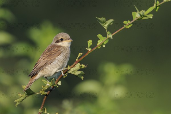 Red-backed shrike (Lanius collurio), young bird sitting exposed on a protruding branch of a hedge,