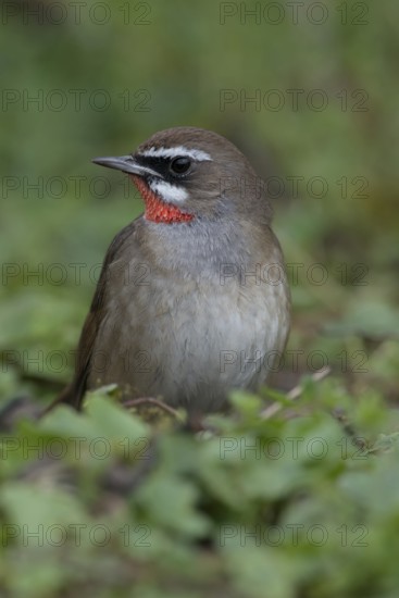 White eyebrows... Ruby-throated Robin (Luscinia calliope), male, male songbird in splendid plumage,