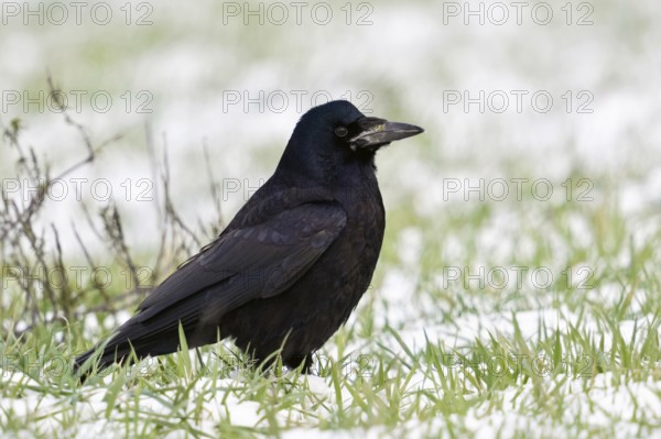 Rook (Corvus frugilegus) in winter, sitting on farmland, in a meadow in the snow, resting, rather