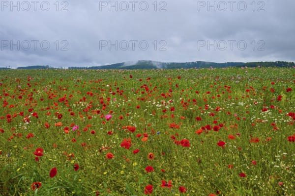 Red poppy (Papaver rhoeas), poppy capsules and scattered wildflowers, stretch out under an overcast