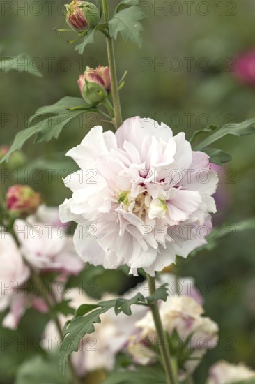 Garden marshmallow (Hibiscus syriacus FRENCH CABARET® PASTEL), BS Sämann, Germany