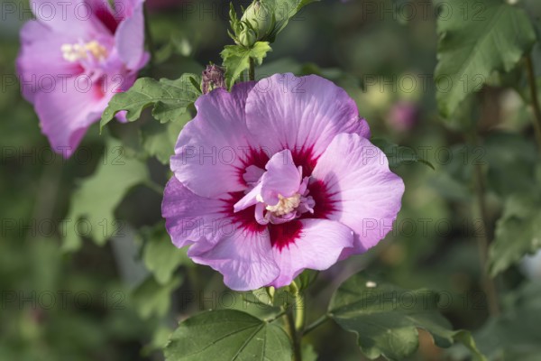 Garden marshmallow (Hibiscus syriacus ERUPTION), BS Sämann, Germany