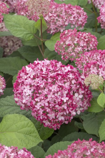 Pink Snowball Hydrangea (Hydrangea arborescens PINK ANNABELLE), (LK), BS Sämann, Germany