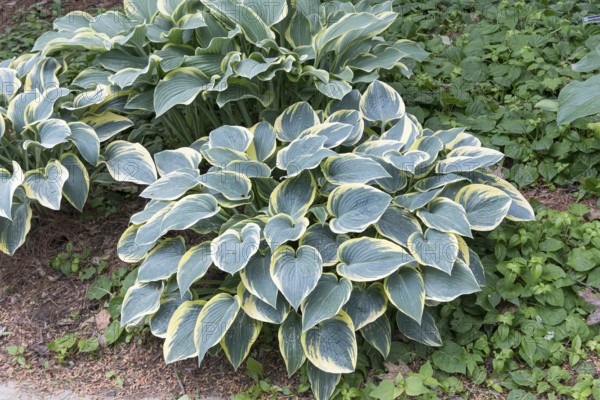 Funkia (Hosta 'First Frost'), Olbrich Botanical Gardens, United States of America