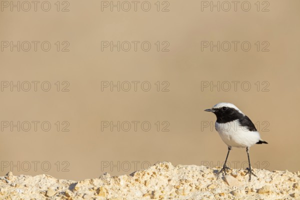 Black-backed Wheatear, Black-backed Wheatear, Basalt Wheatear, (Oenanthe lugens), Animals, Birds,