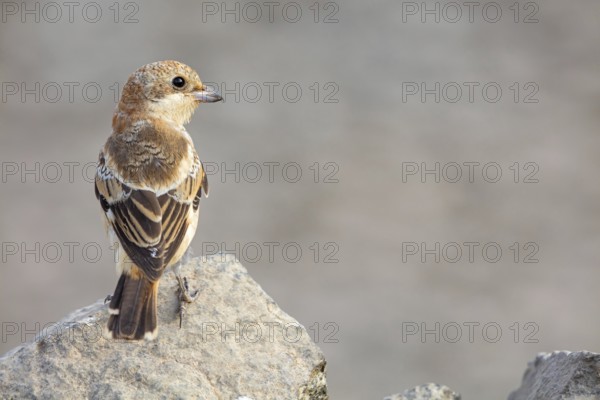 Red-headed Shrike, (Lanius senator), animals, birds, songbird, shrike family, on perch, biotope,