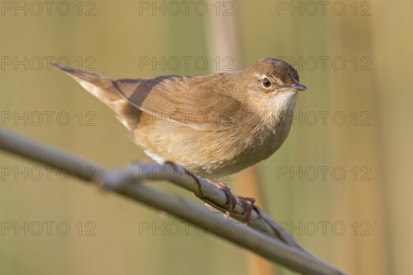 Reed warbler, (Locustella luscinioides), Locustelle luscinioïde, Animals, Birds, Songbirds, Family