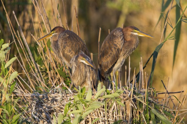 Purple heron, (Ardea purpurea), animals, birds, heron family, three herons at the nest, young