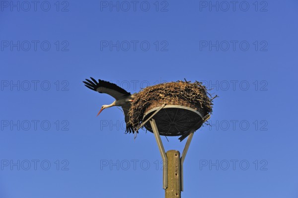 White stork (Ciconia ciconia) leaving its nest against blue sky, Kuhlrade, Mecklenburg-Western