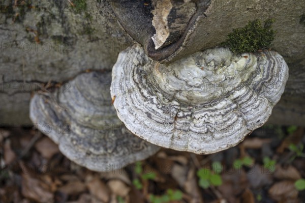 Tinder fungus (Fomes fomentarius) on dead wood, Bavaria, Germany