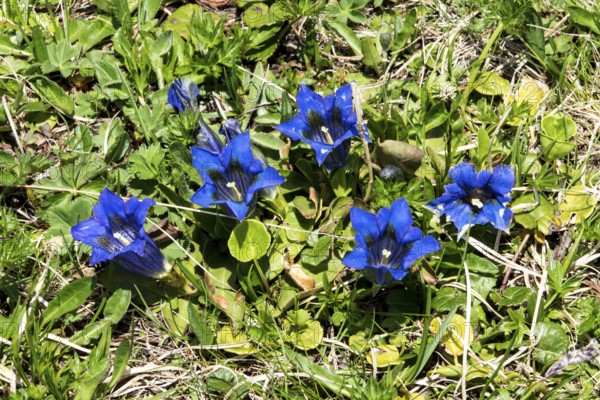 Gentian (Gentiana), flowering, Oberallgäu, Bavaria, Germany