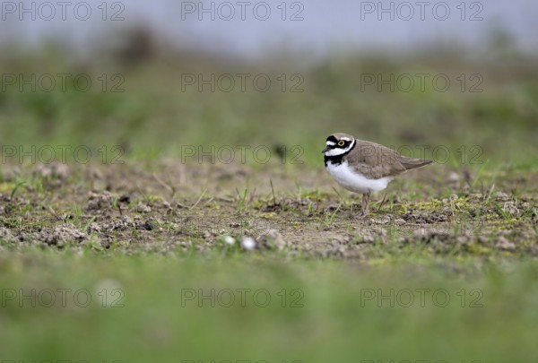Little Ringed Plover (Charadrius dubius), Lower Rhine, North Rhine-Westphalia, Germany